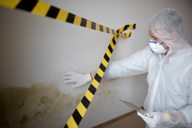 Best Mold removal after water damage  in Highland, UT