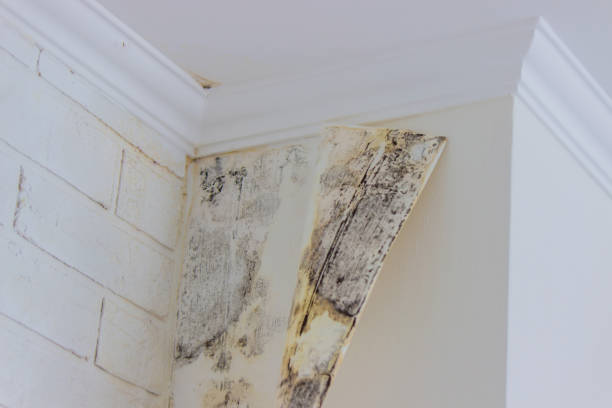 Best Ceiling water damage repair  in Highland, UT